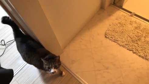 ねこの鳴き声