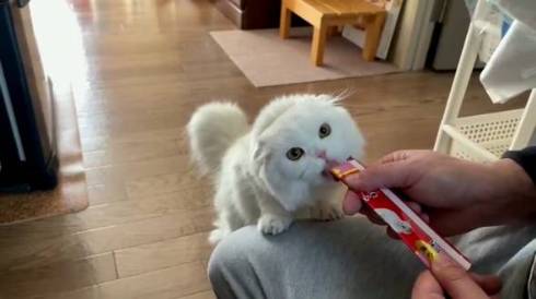ちゅーる食べる猫