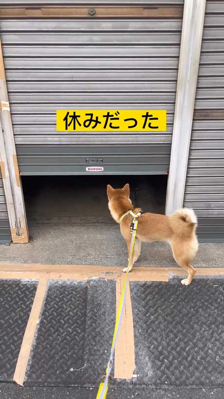 柴犬とお店