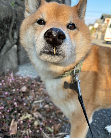 鼻の下に草ついてるワンコ