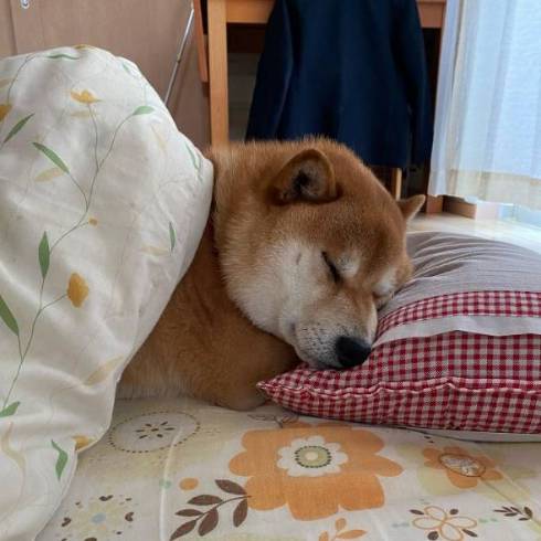 寝ている柴犬