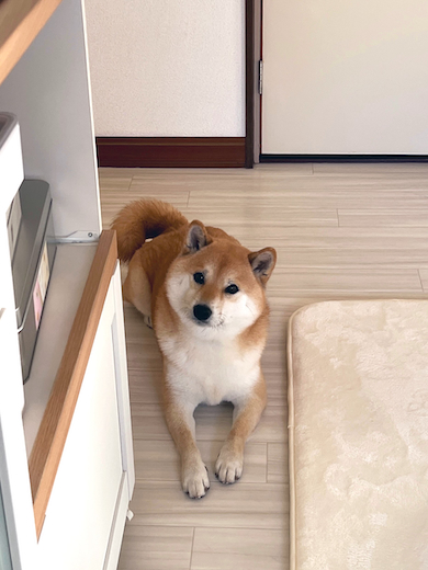 ふう太くん