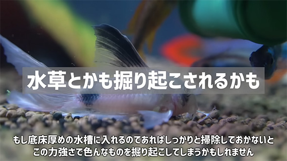 水草とかも