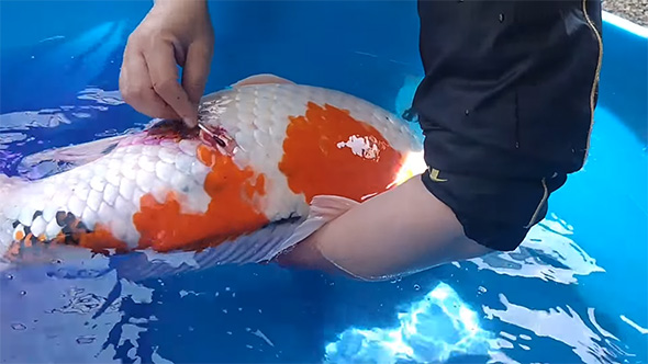 錦鯉に薬を塗る