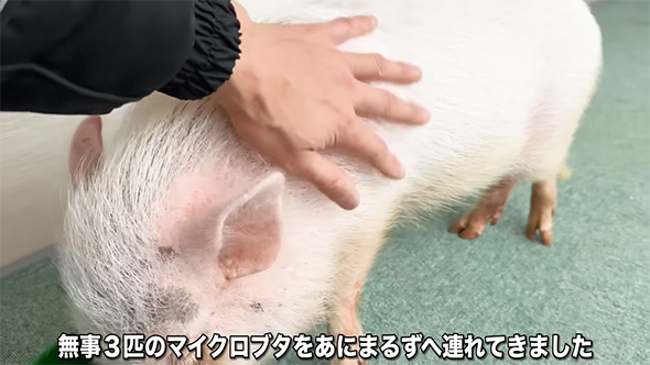 無事3匹