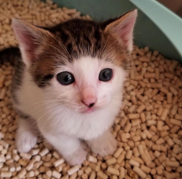 ぱっつん前髪猫の4年後