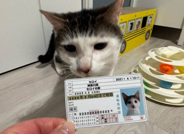 ぱっつん前髪猫の4年後