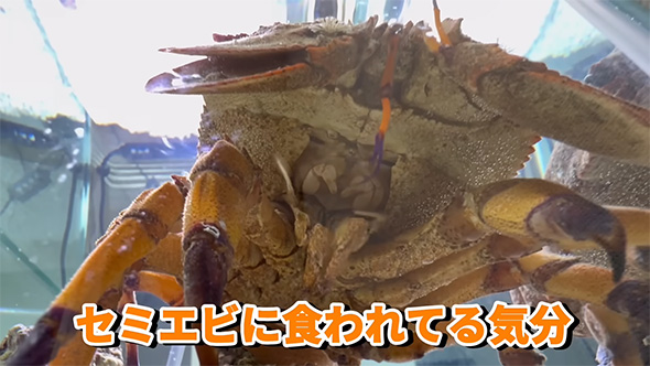 セミエビに食われてる